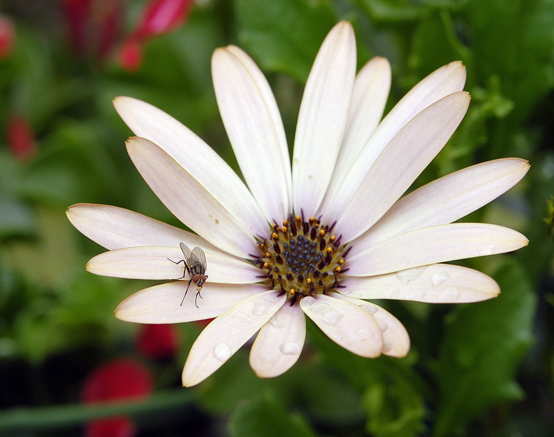 Blume_DDD0469_Bildgröße ändern.jpg